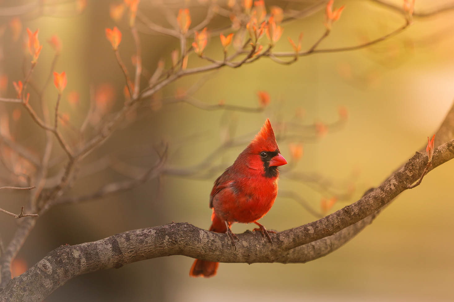 A cardinal sitting on a branch with orange leaves