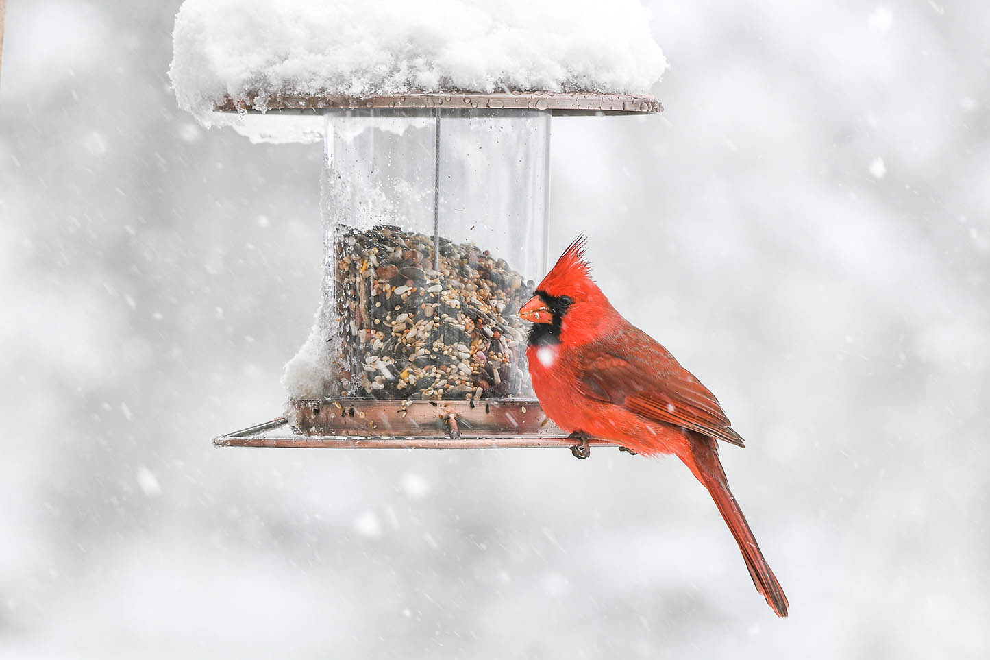 A red cardinal sits perched on a bird feeder during a snow fall